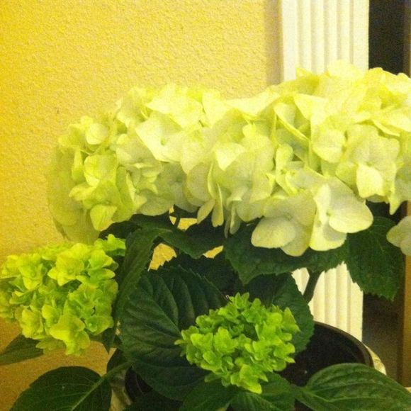 Meet your Posher, Elidia - Picture 1 of 1